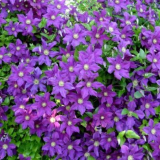 Пролетен дресинг на клематис за обилен и буен цъфтеж